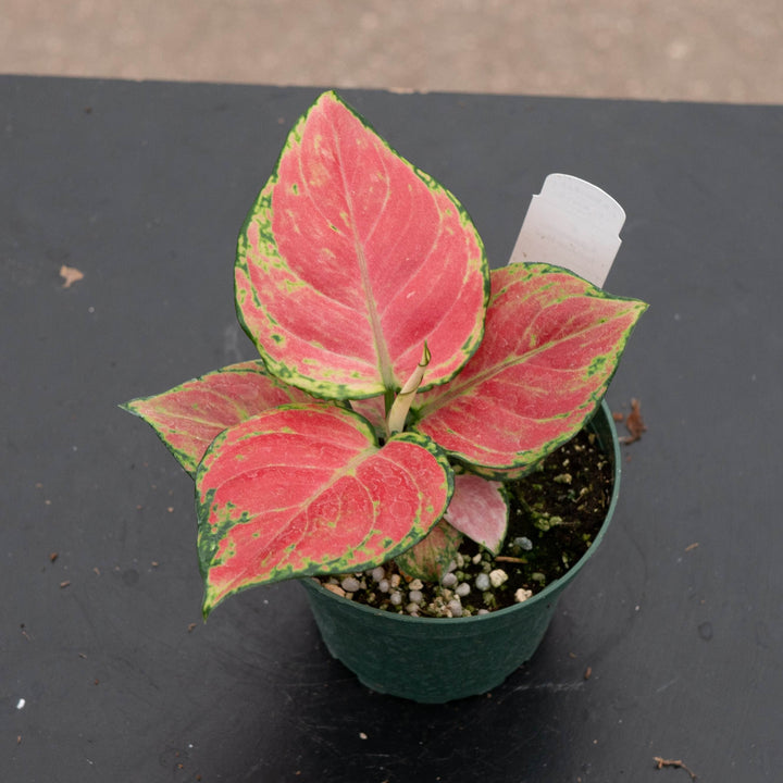 Gabriella Plants Aglaonema 4" Aglaonema &