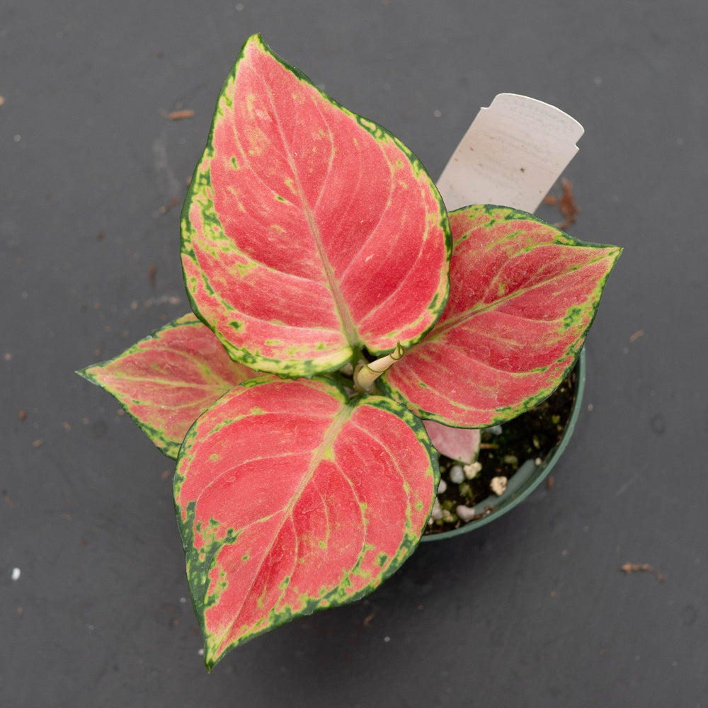Gabriella Plants Aglaonema 4" Aglaonema 'Sunrise Red'