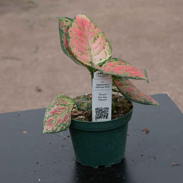 Gabriella Plants Aglaonema 4" Aglaonema &