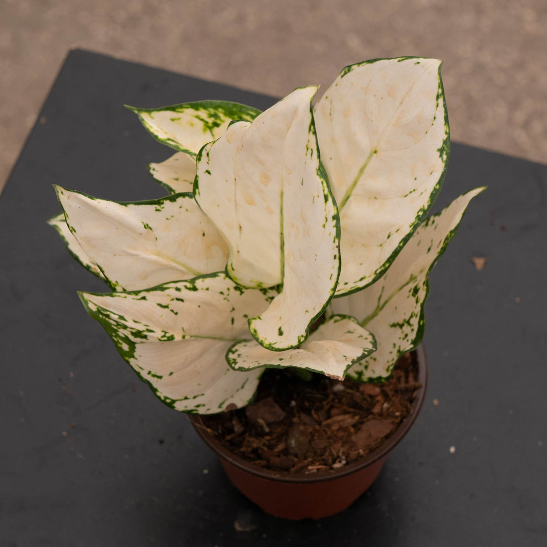 aglaonema white lightning Aglaonema 'Super White'