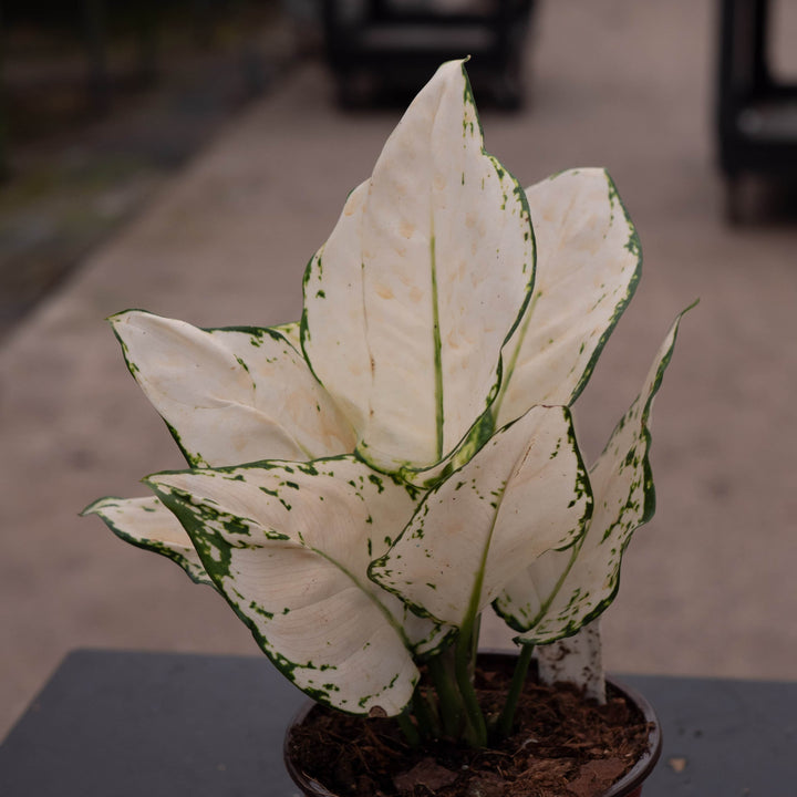 Gabriella Plants Aglaonema 4" Aglaonema 'Super White'