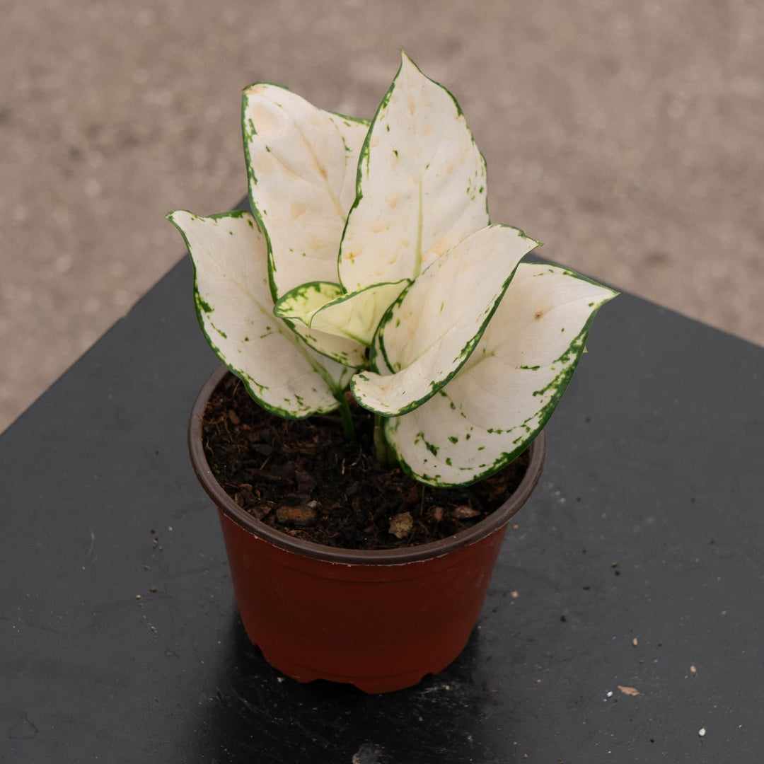 aglaonema white dove Aglaonema 'Super White'