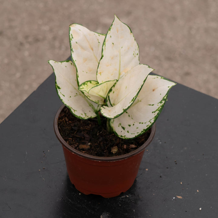 Gabriella Plants Aglaonema 4" Aglaonema 'Super White'