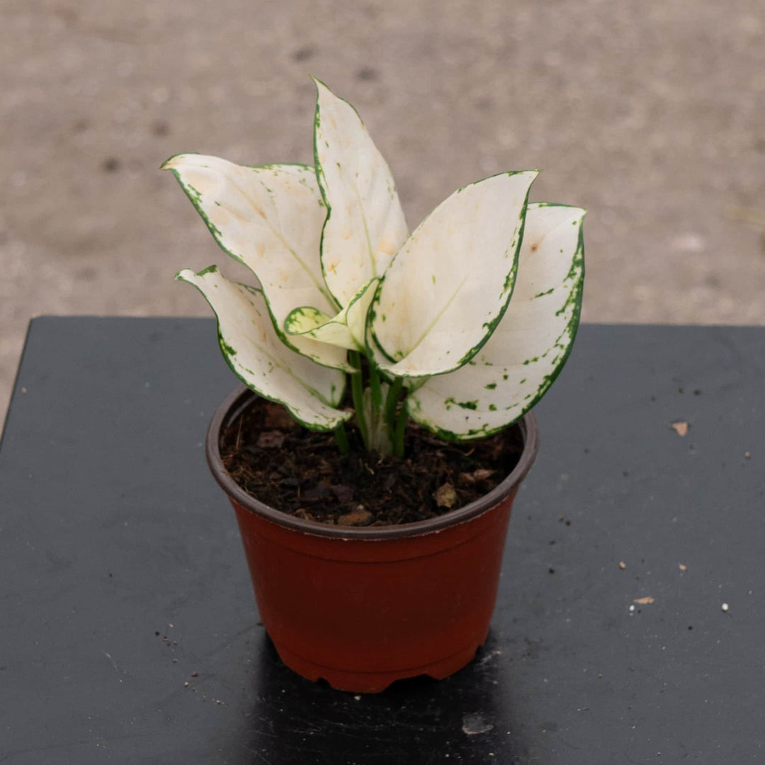 Gabriella Plants Aglaonema 4" Aglaonema 'Super White'