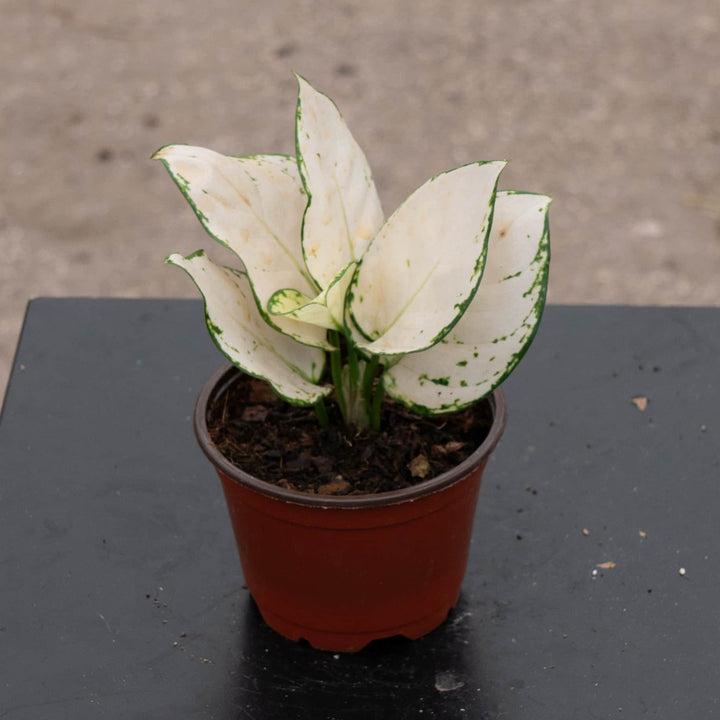 Gabriella Plants Aglaonema 4" Aglaonema 'Super White'