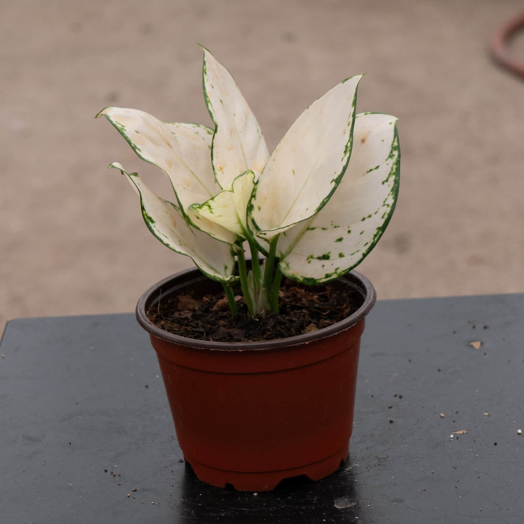 aglaonema for sale philippines Aglaonema 'Super White'