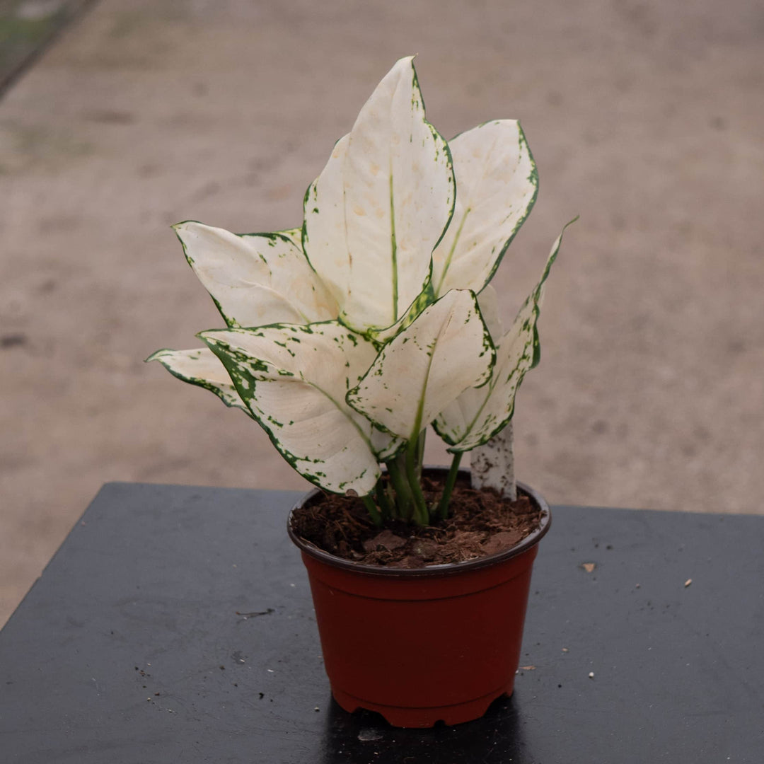 white aglaonema care Aglaonema 'Super White'