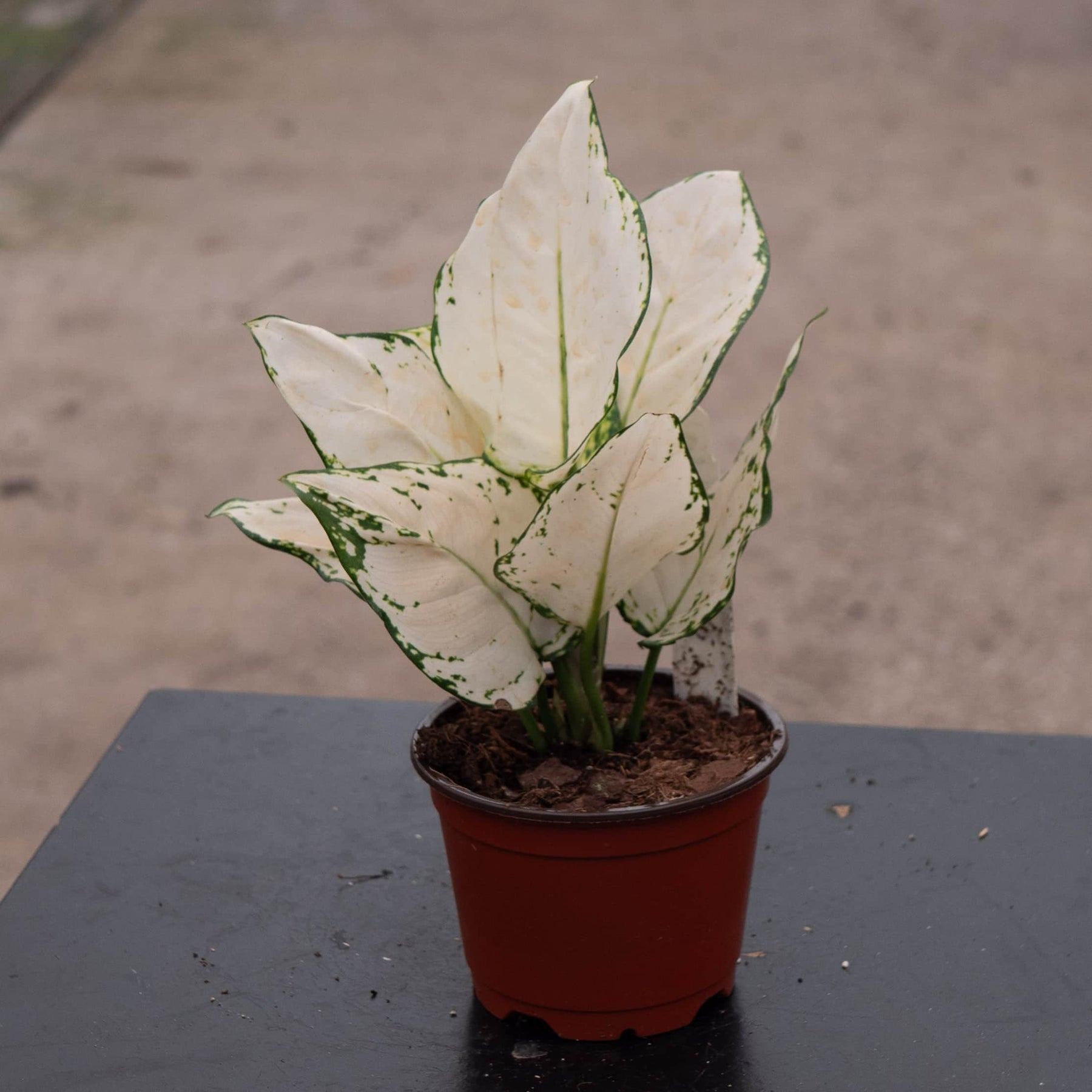 aglaonema varieties white Aglaonema 'Super White'