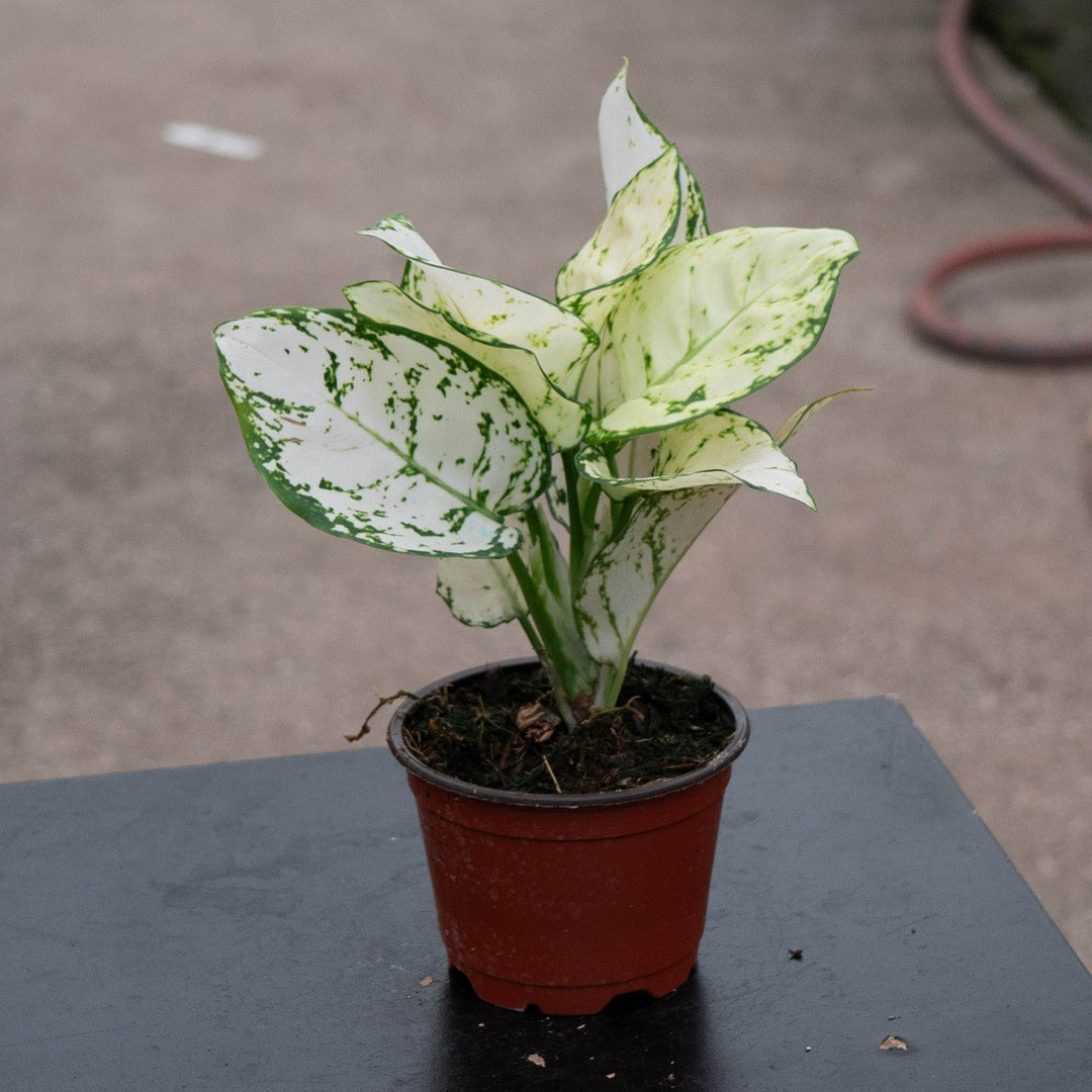 Gabriella Plants Aglaonema 4" Aglaonema &