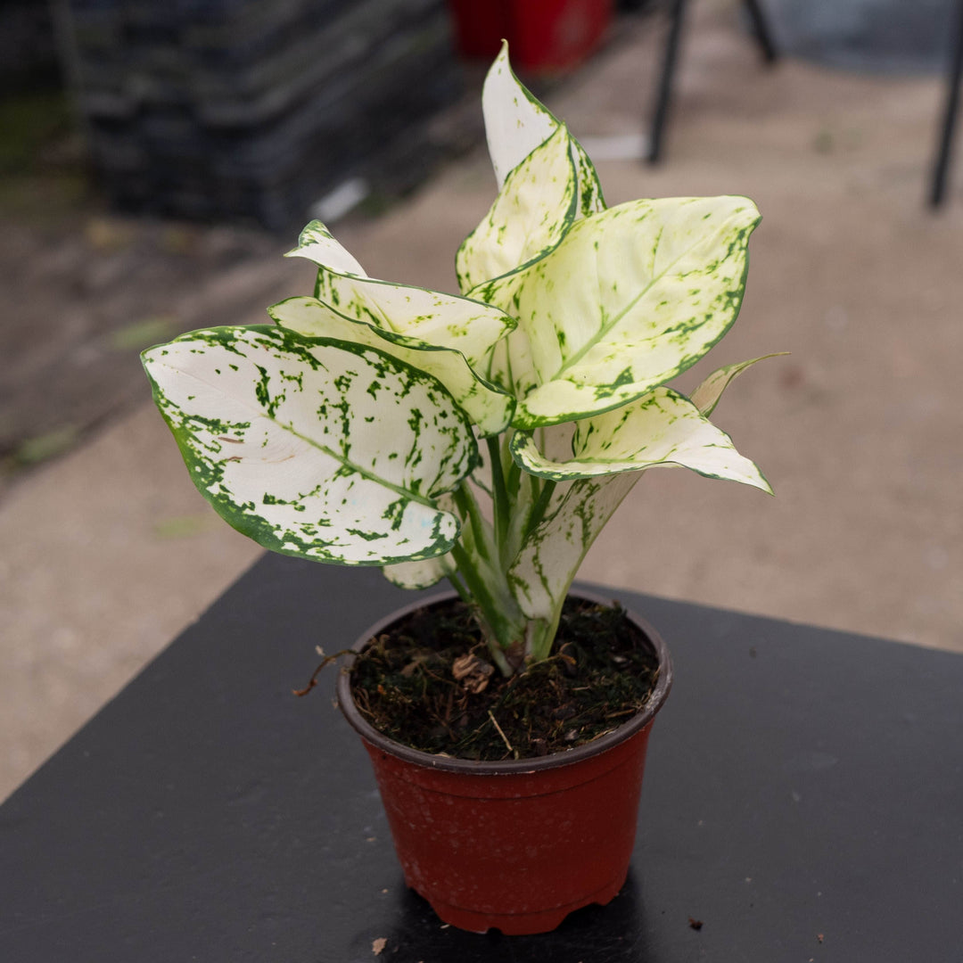 Gabriella Plants Aglaonema 4" Aglaonema 'Super White'