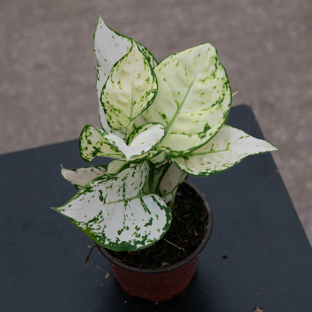 Gabriella Plants Aglaonema 4" Aglaonema 'Super White'