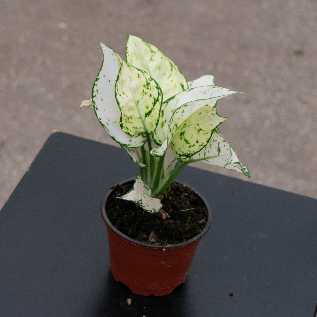 Gabriella Plants Aglaonema 4" Aglaonema &