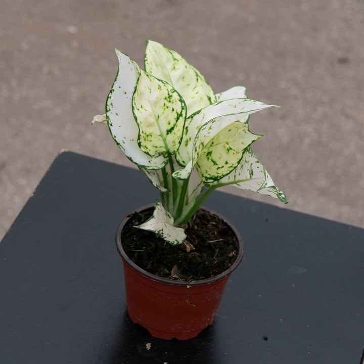 Gabriella Plants Aglaonema 4" Aglaonema &