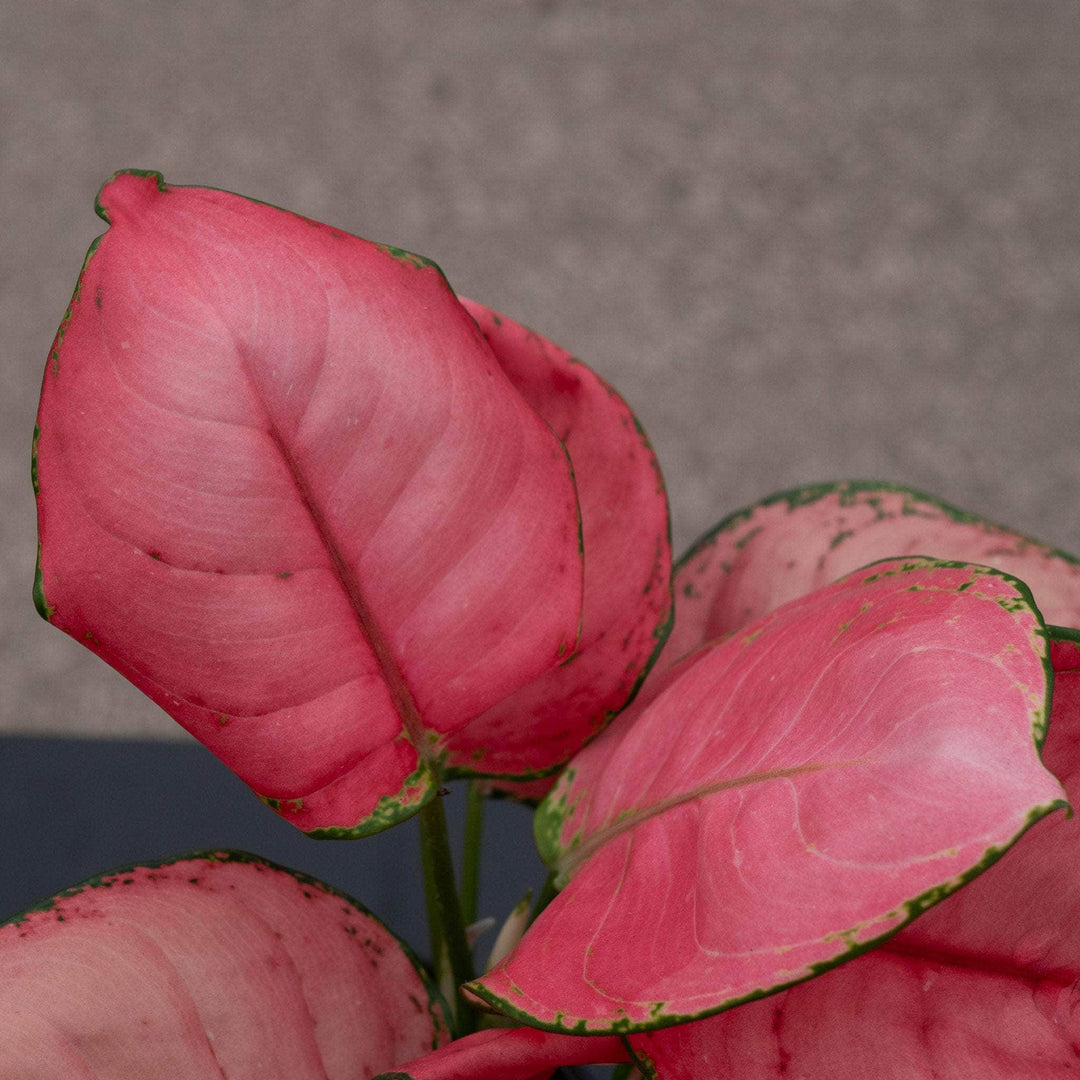 Gabriella Plants Aglaonema 4" Aglaonema 'Sweet Candy'