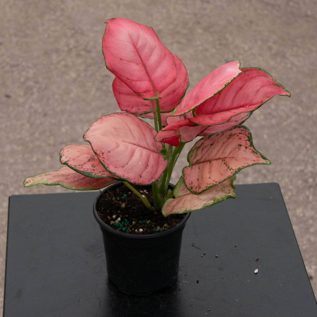 Gabriella Plants Aglaonema 4" Aglaonema 'Sweet Candy'