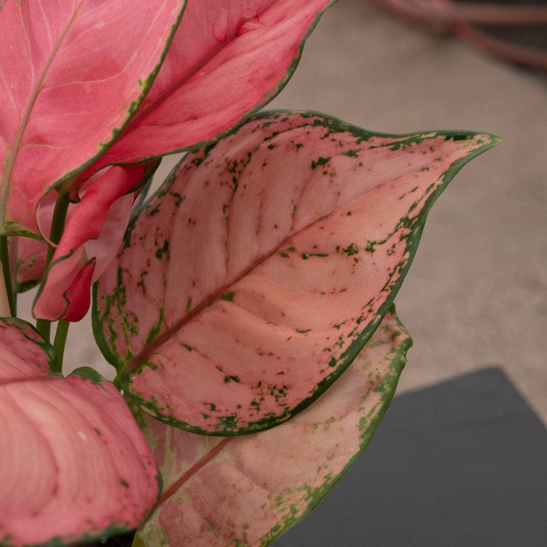 aglaonema giftig katt Aglaonema 'Sweet Candy'
