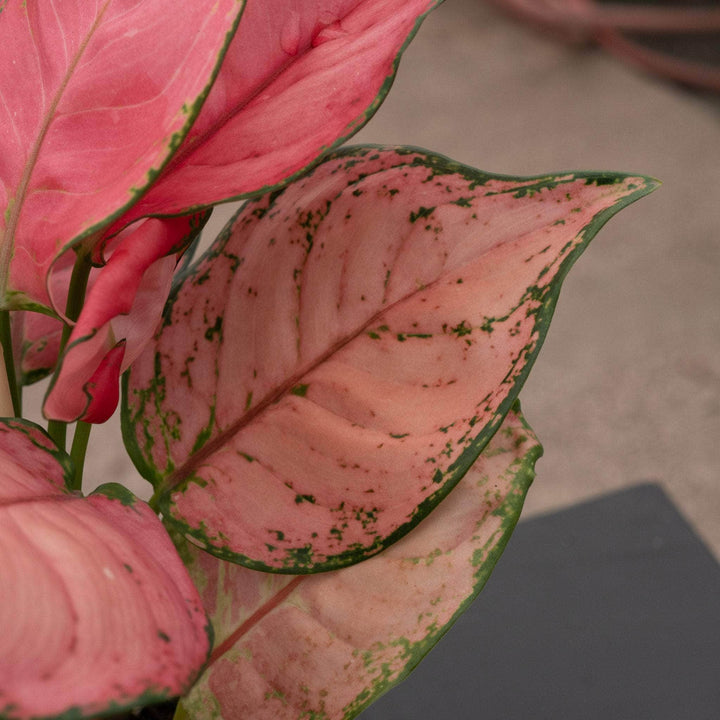 Gabriella Plants Aglaonema 4" Aglaonema 'Sweet Candy'