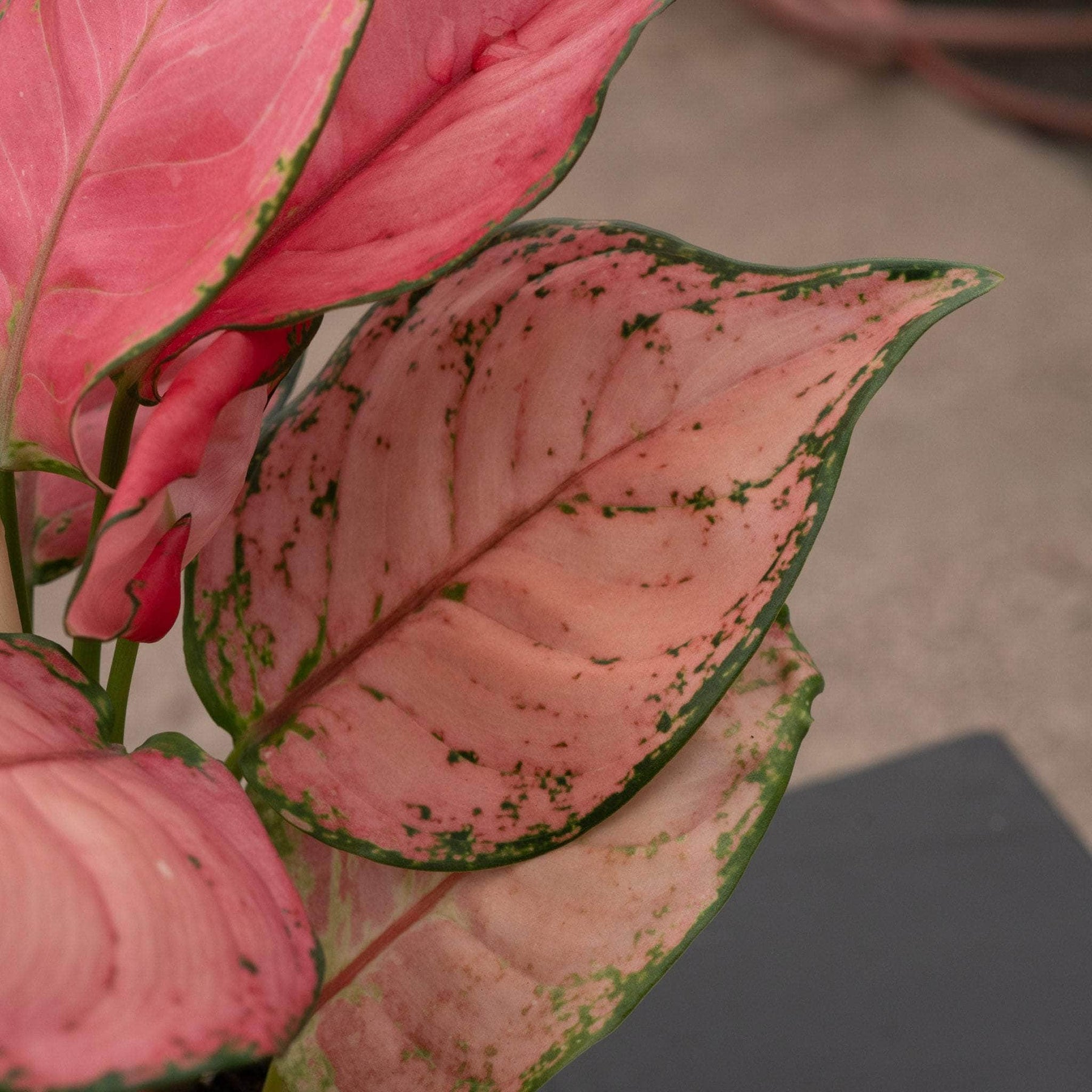 aglaonema pink cherry Aglaonema 'Sweet Candy'