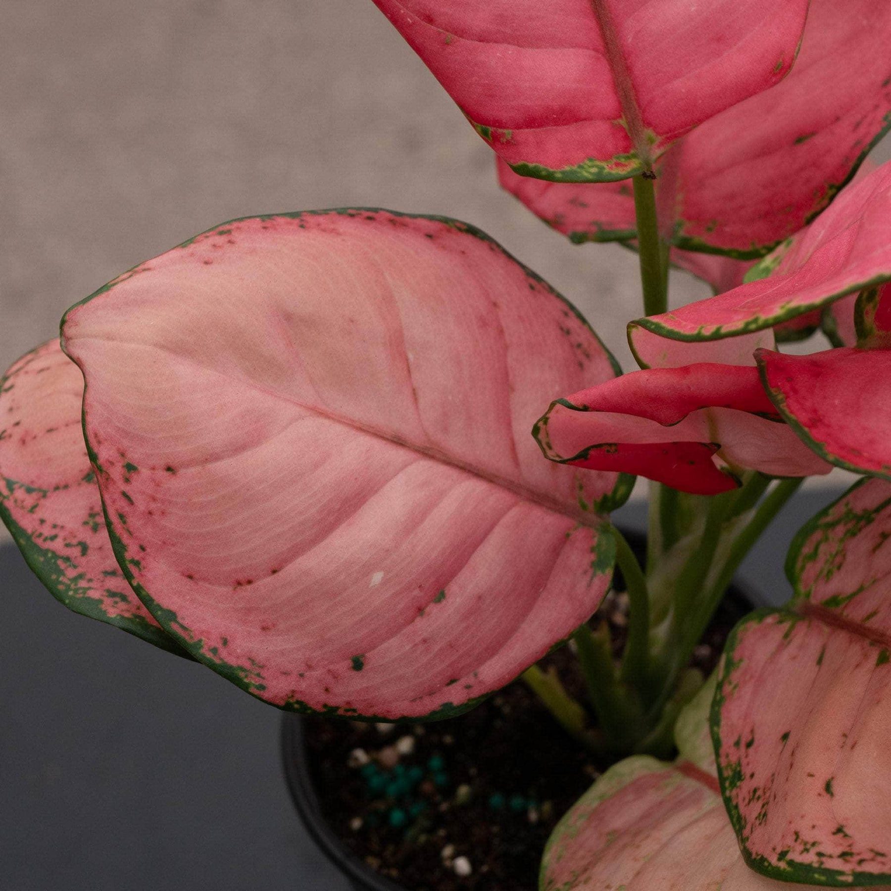 pink aglaonema plant care Aglaonema 'Sweet Candy'