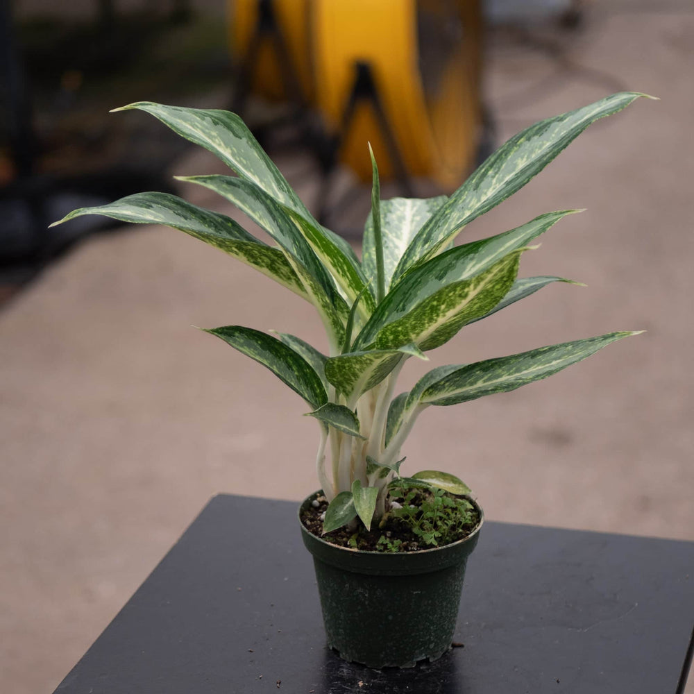 aglaonema white rain vs silver bay Aglaonema 'White Rain'