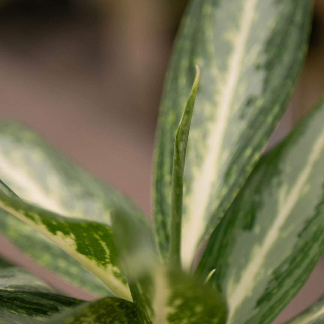 aglaonema bubble in leaf Aglaonema 'White Rain'