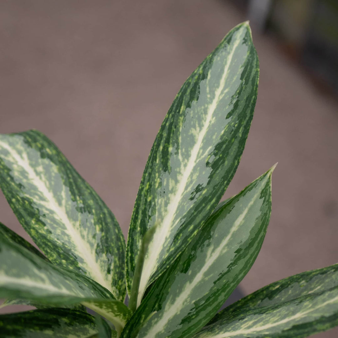aglaonema white rain vs silver bay Aglaonema 'White Rain'