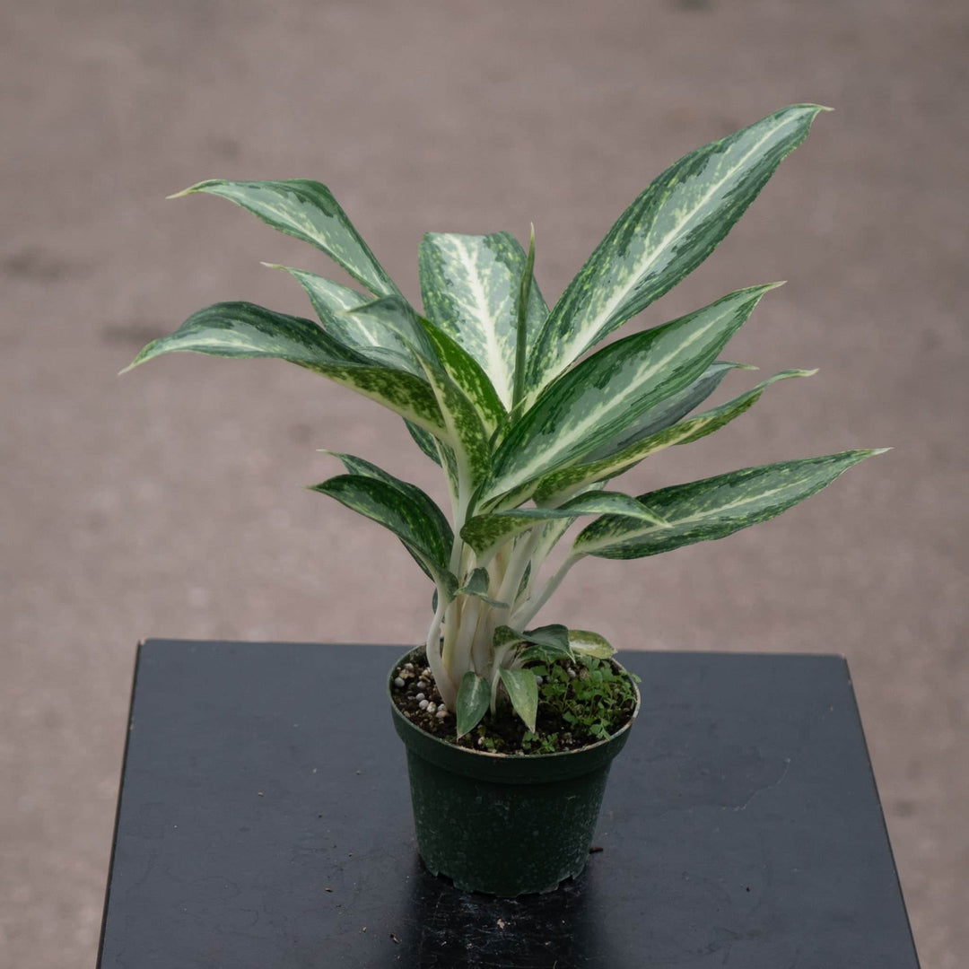 Gabriella Plants Other 4" Aglaonema 'White Rain'