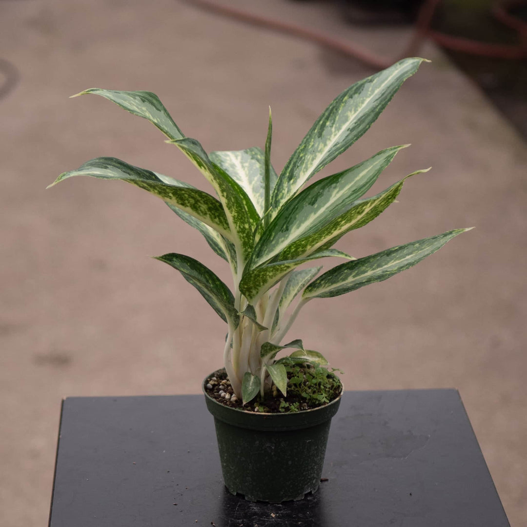 aglaonema banded Aglaonema 'White Rain'