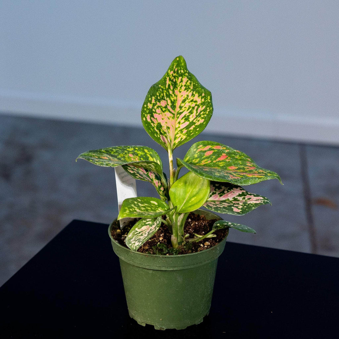 pink wishes aglaonema Aglaonema 'Wishes'