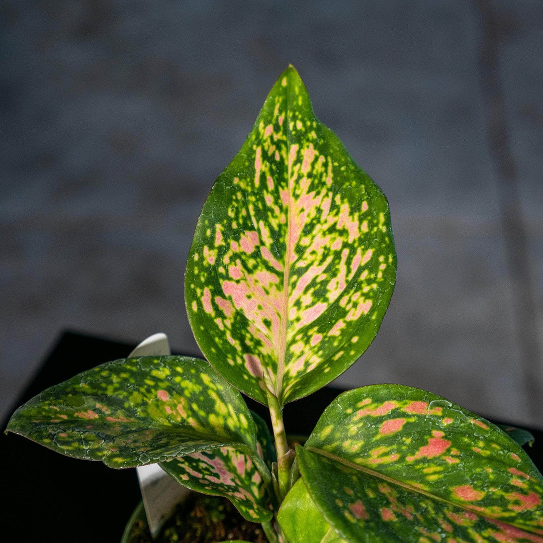 aglaonema wishes plant Aglaonema 'Wishes'