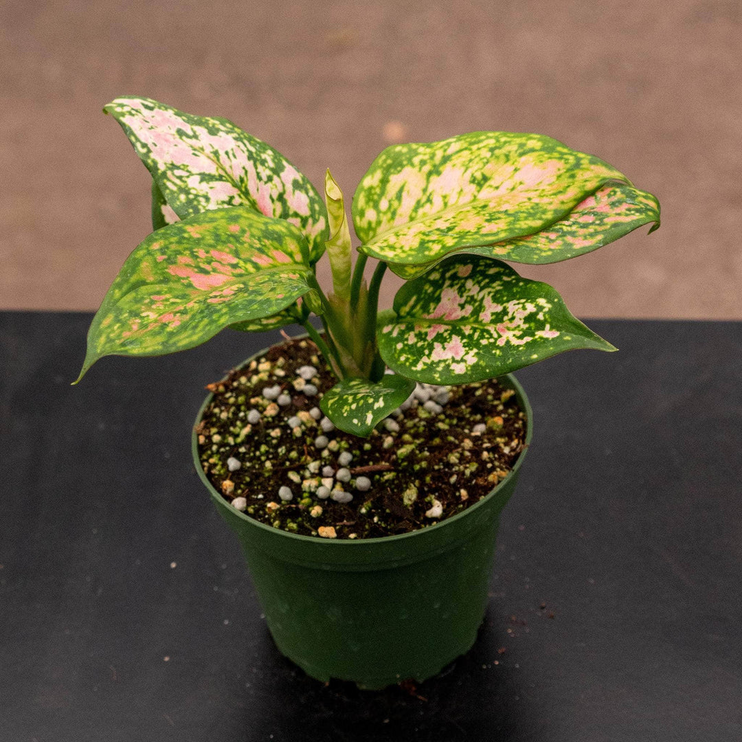 aglaonema wishes plant care Aglaonema 'Wishes'
