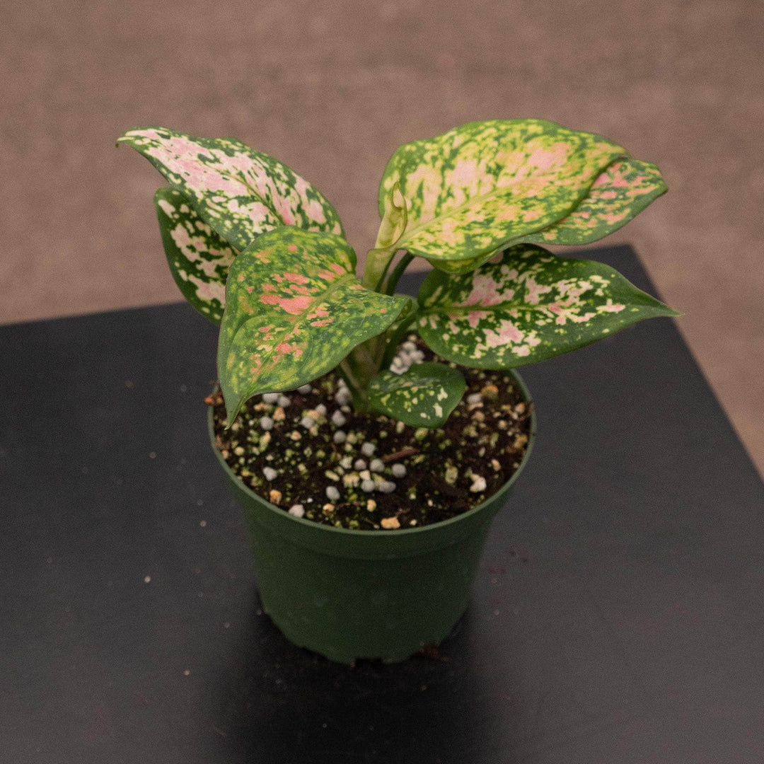 aglaonema pink wishes Aglaonema 'Wishes'