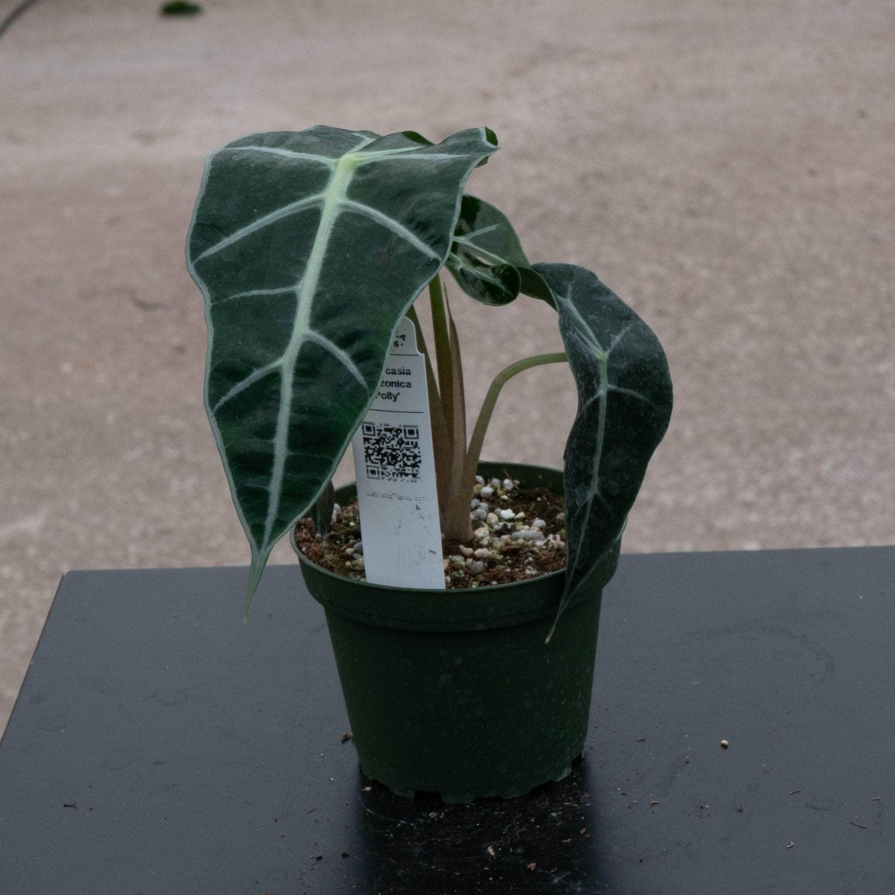 alocasia polly flower seeds Alocasia amazonica 'Polly'