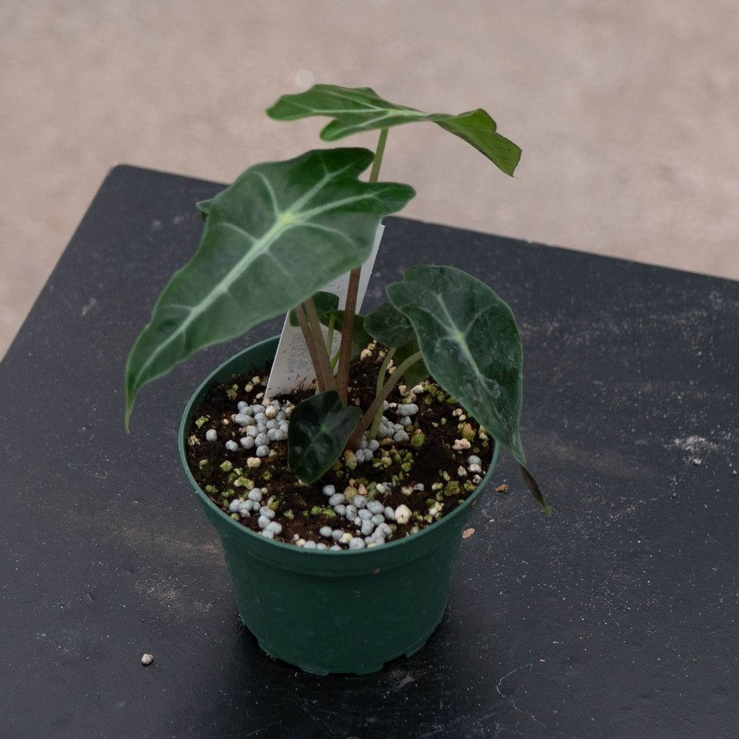 Gabriella Plants Alocasia 4" Alocasia amazonica &