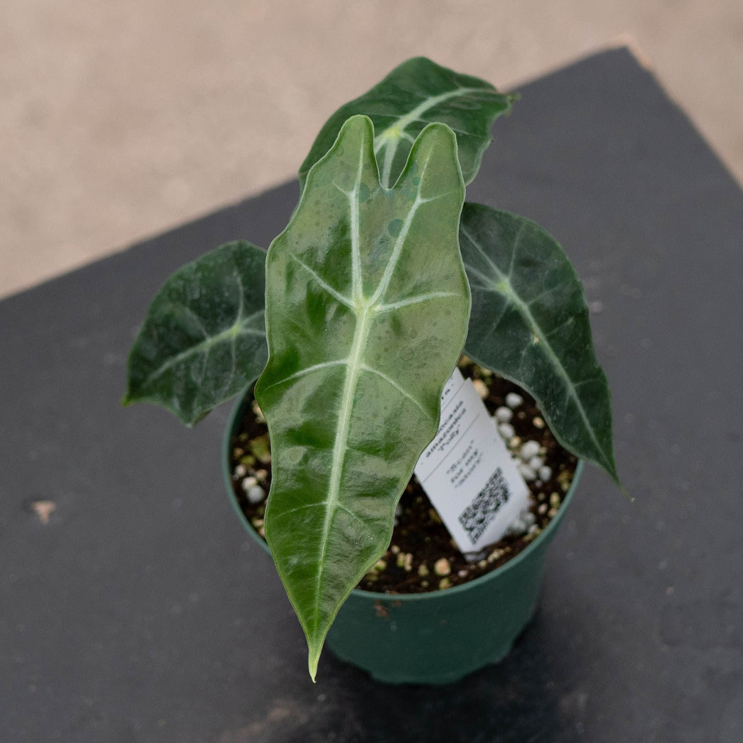 Gabriella Plants Alocasia 4" Alocasia amazonica &