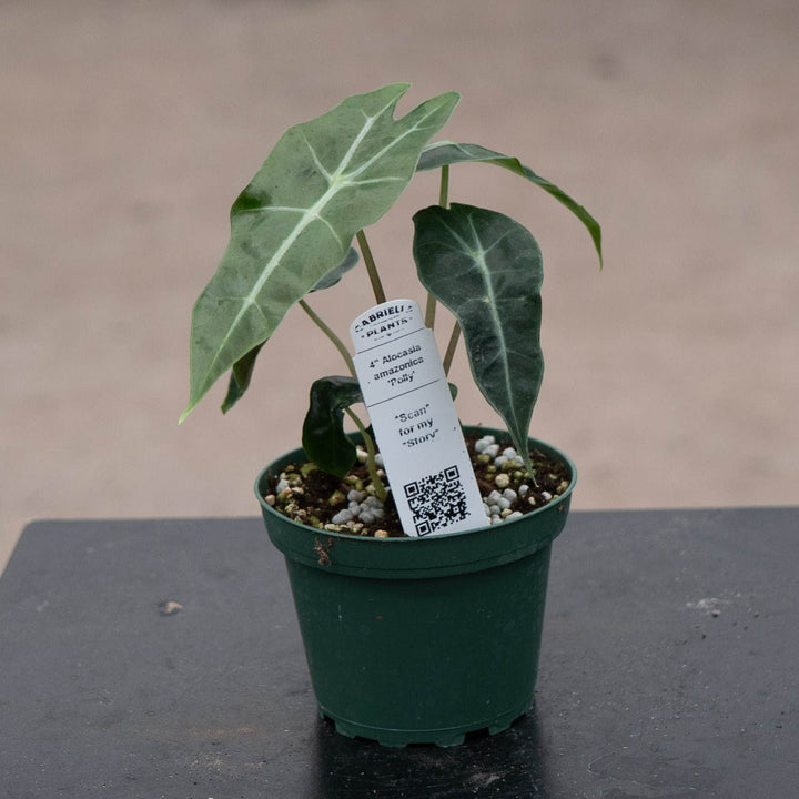 Gabriella Plants Alocasia 4" Alocasia amazonica &