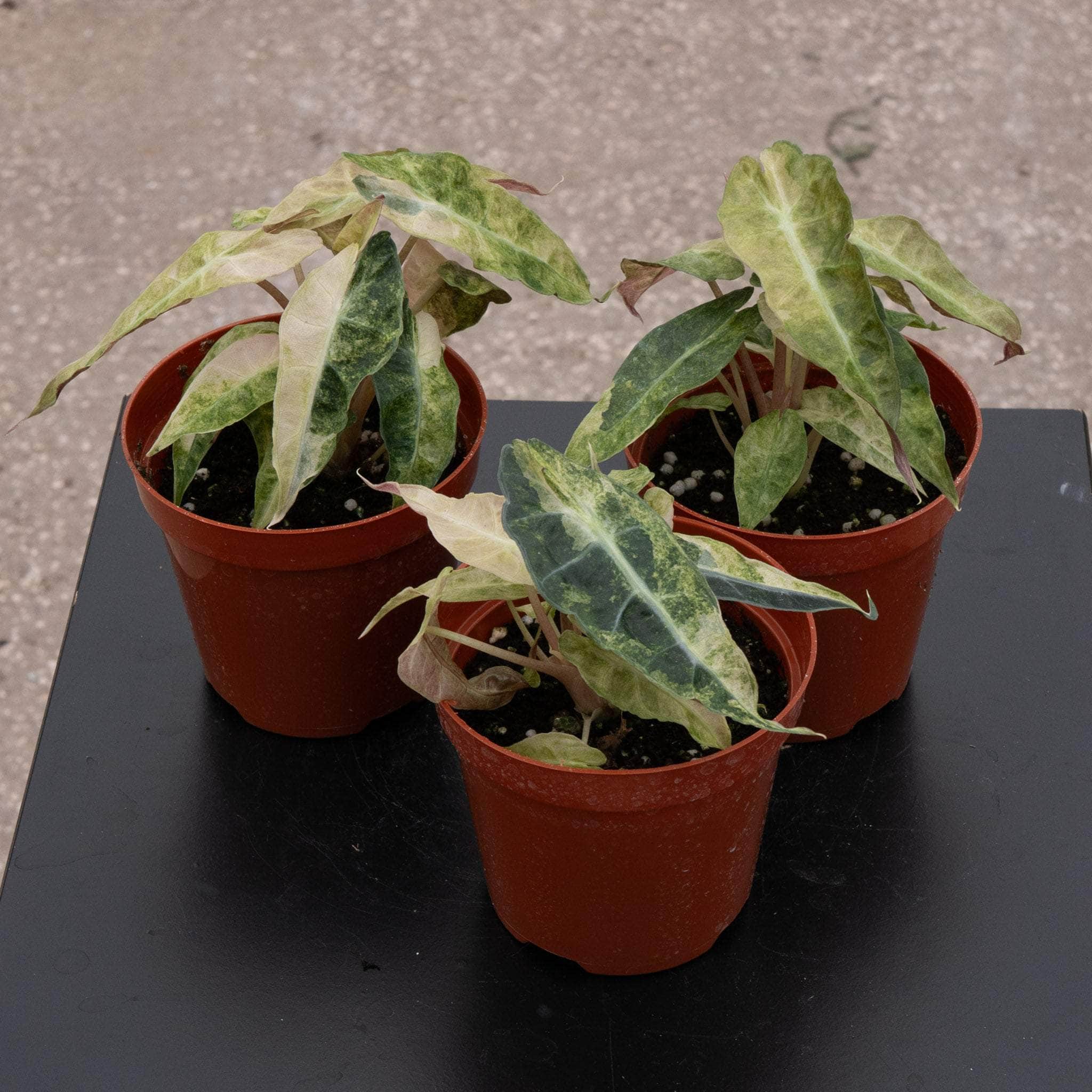 アロカシアポリー斑入り　alocasia polly variegated Alocasia Amazonica Polly Pink varigated⑤│アロカシア アマゾニカ