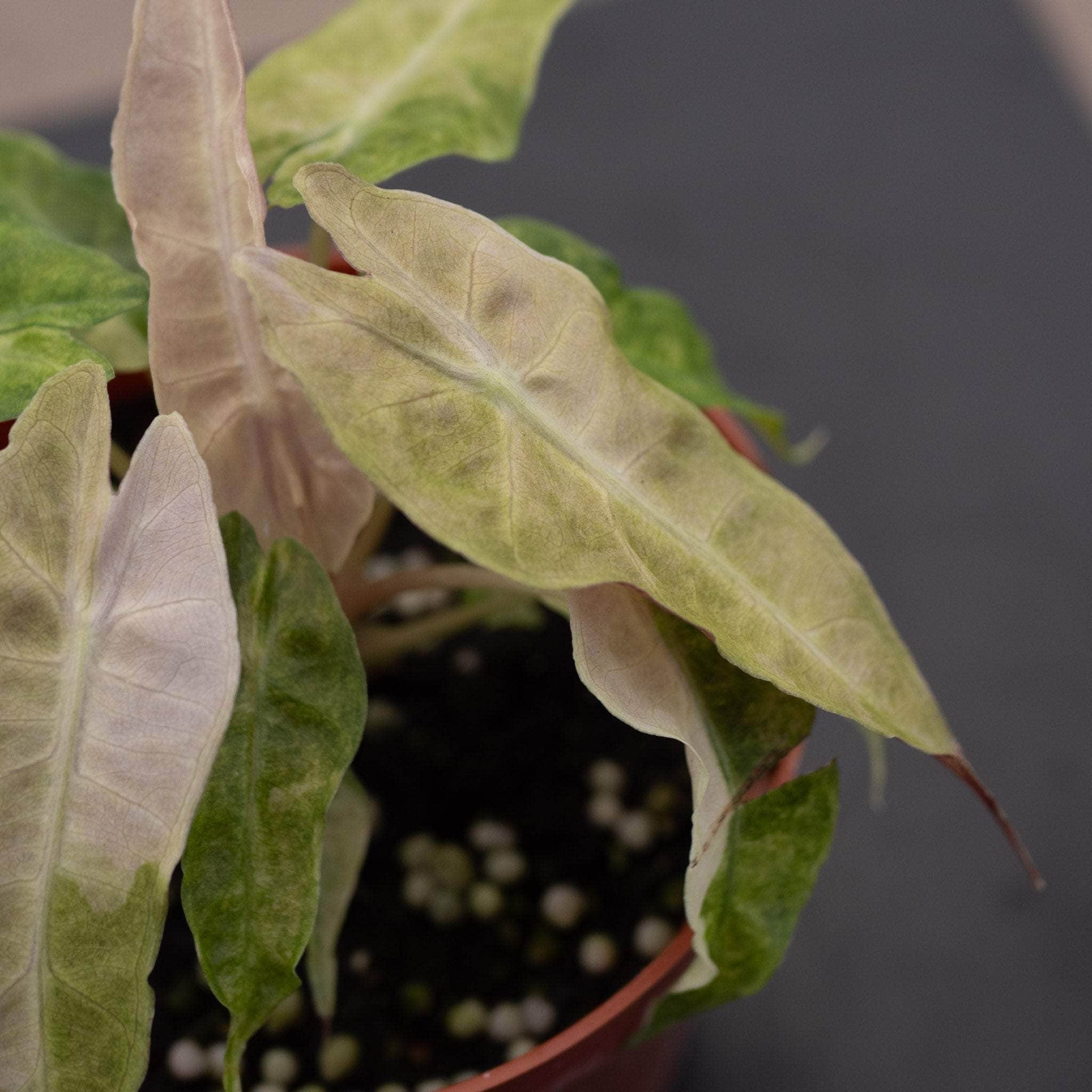 Alocasia amazonica variegated 'Polly' - Gabriella Plants