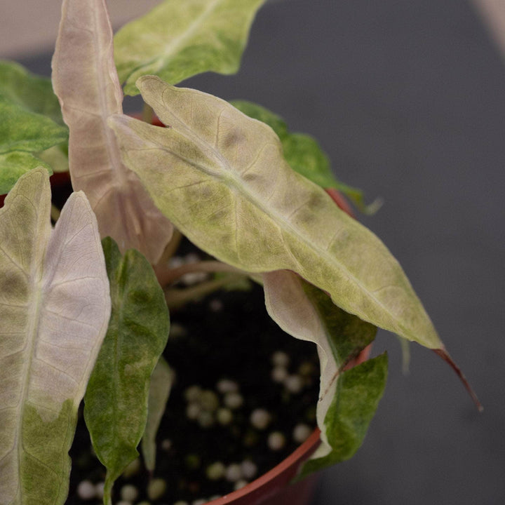 Gabriella Plants Alocasia 4" Alocasia amazonica variegated 'Polly'