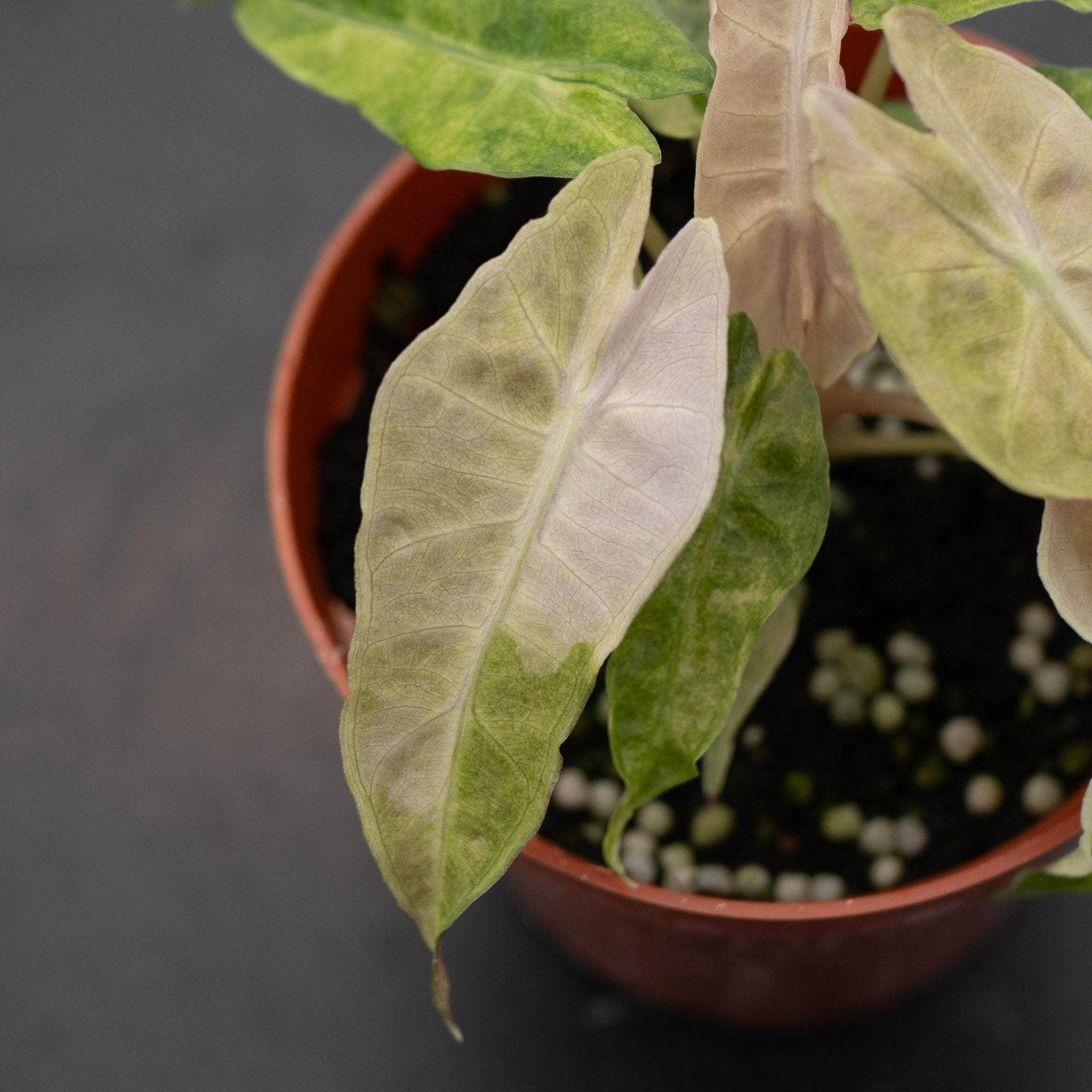 Alocasia amazonica variegated 'Polly' - Gabriella Plants