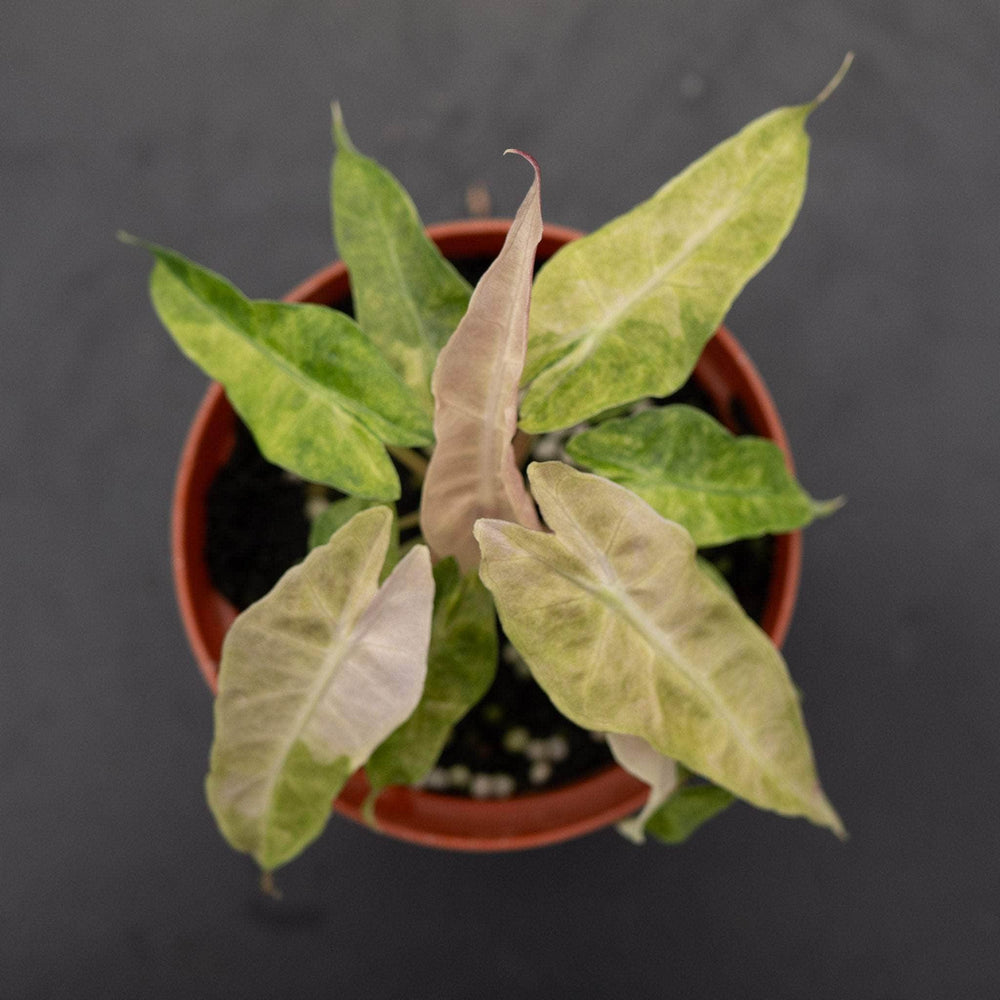 Gabriella Plants Alocasia 4" Alocasia amazonica variegated 'Polly'