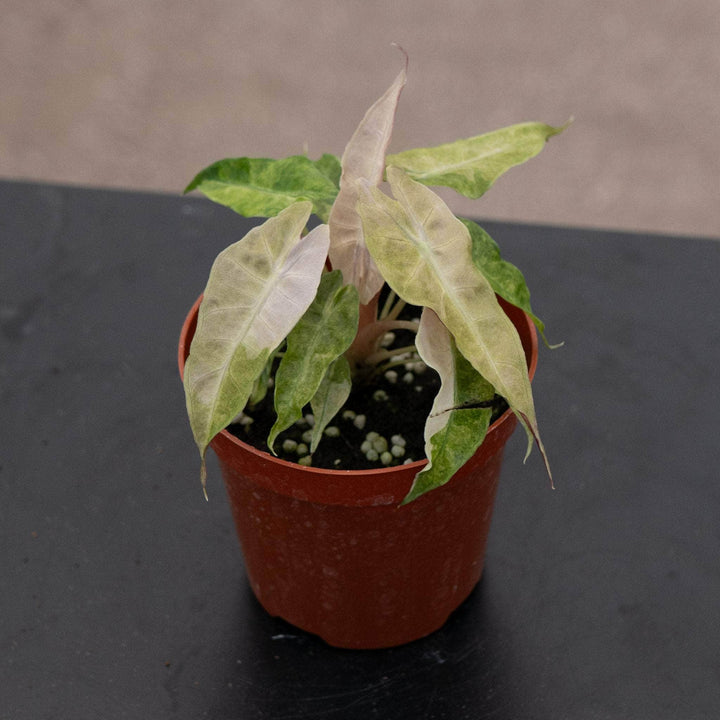 Gabriella Plants Alocasia 4" Alocasia amazonica variegated 'Polly'