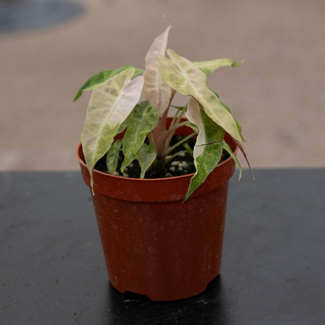 Gabriella Plants Alocasia 4" Alocasia amazonica variegated 'Polly'