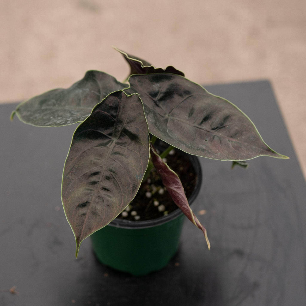 Gabriella Plants Alocasia 4" Alocasia azlanii