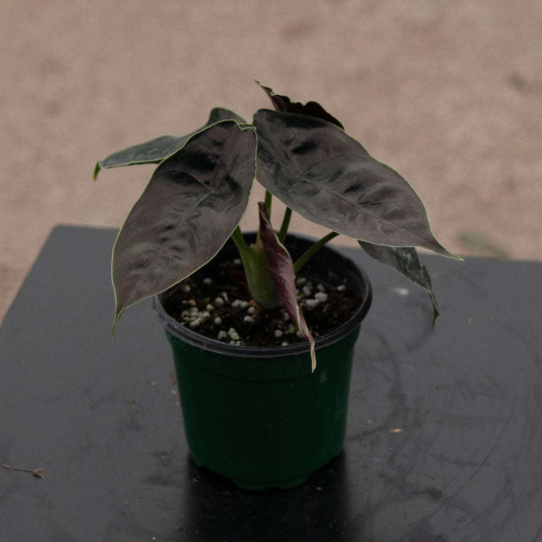 Gabriella Plants Alocasia 4" Alocasia azlanii