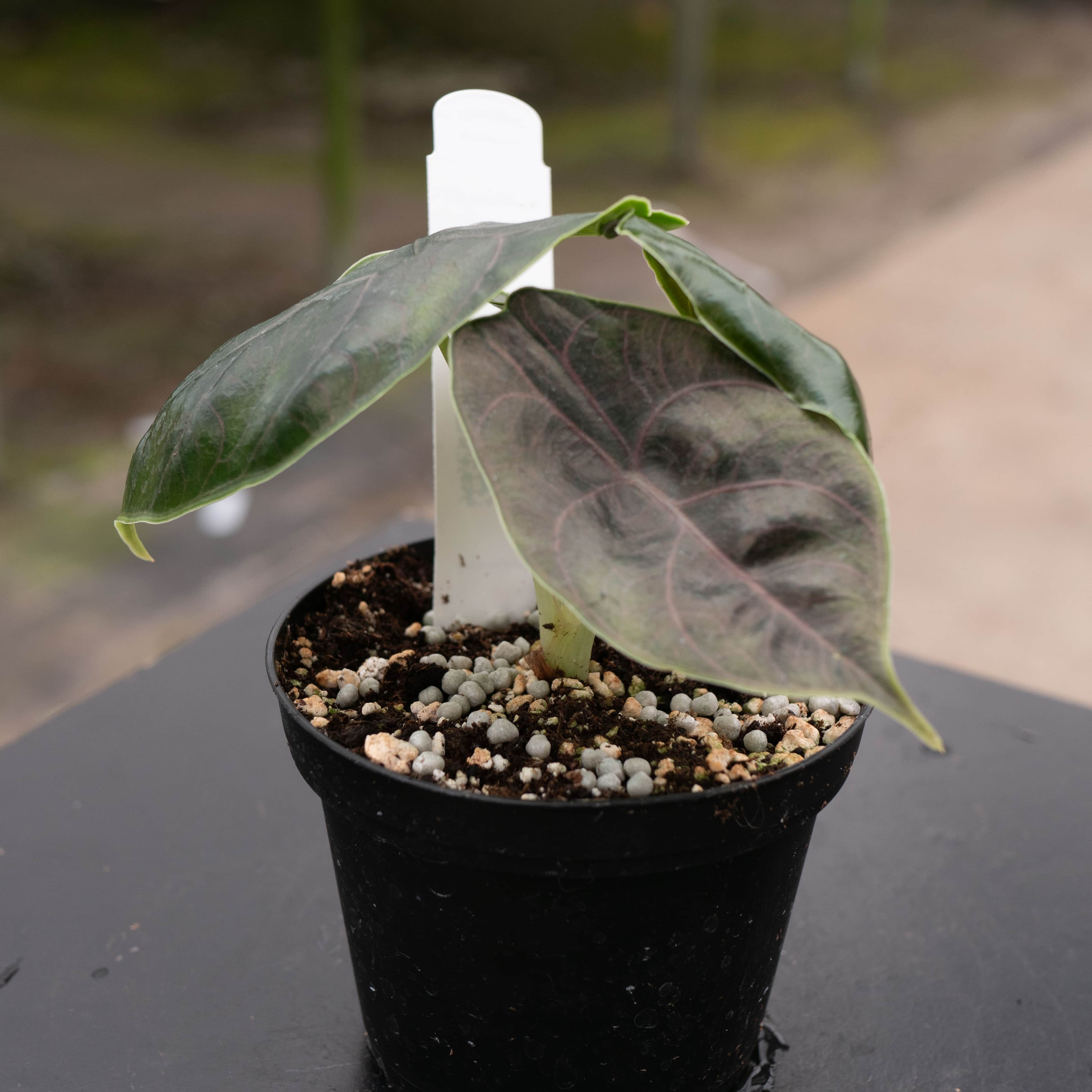 Alocasia azlanii - Gabriella Plants
