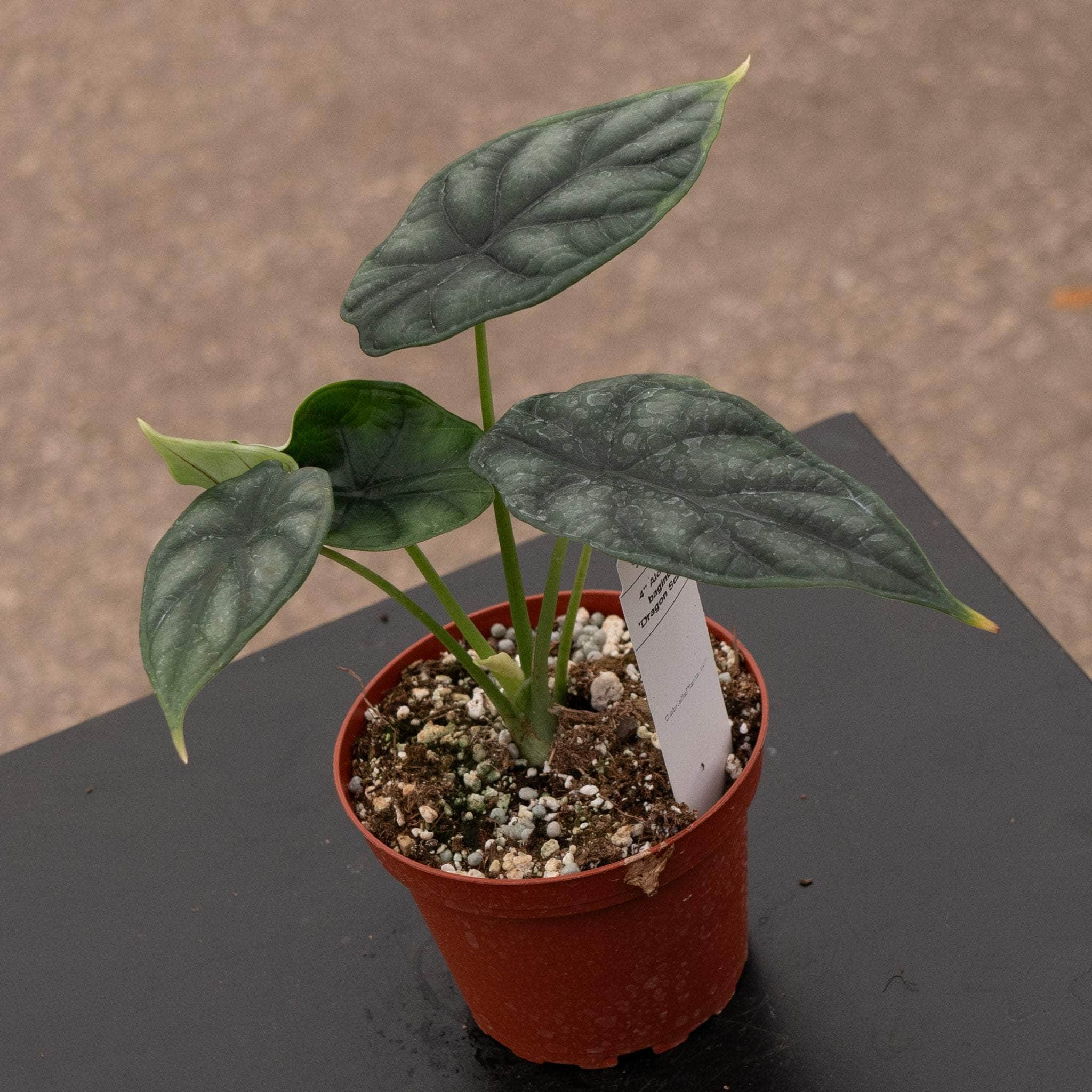 Gabriella Plants Alocasia baginda Dragon Scale - Thumbnail 4