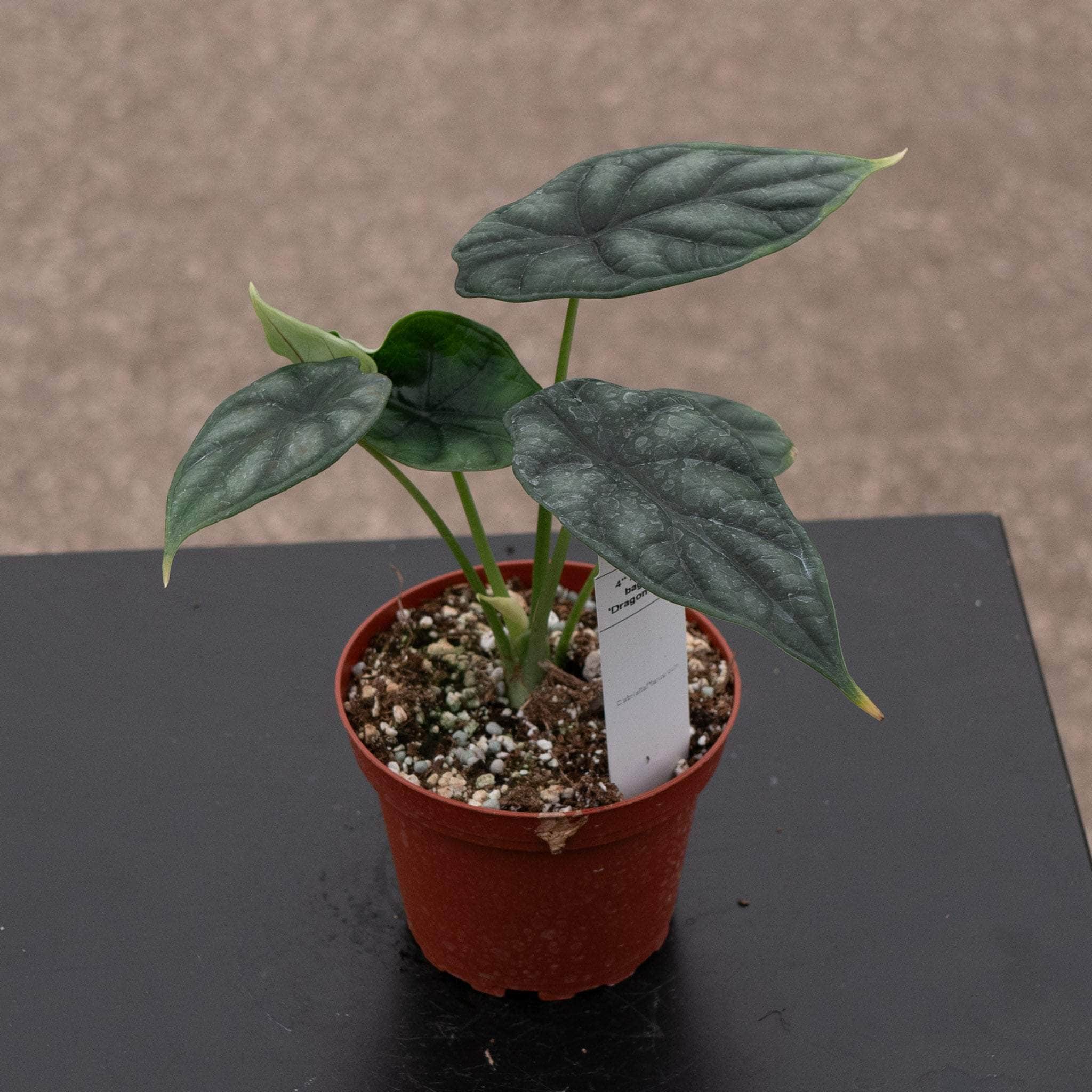 Gabriella Plants Alocasia baginda Dragon Scale