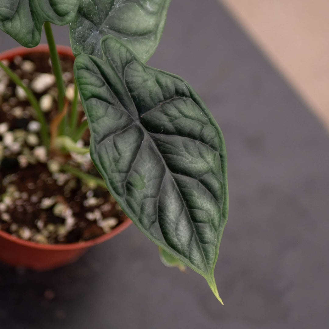 dieffenbachia dragon scale Alocasia 'Dragon Scale' 4"