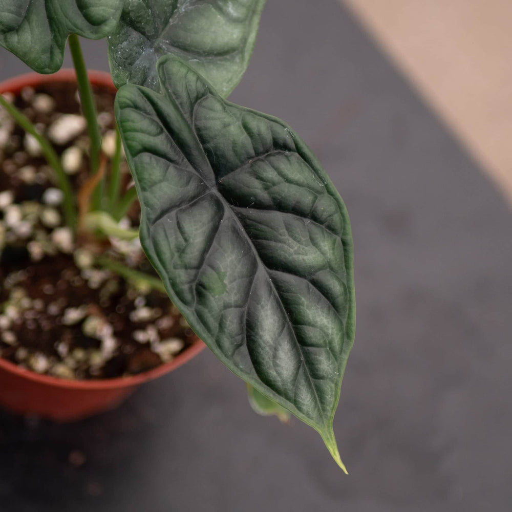 Gabriella Plants Alocasia 4" Alocasia baginda 'Dragon Scale'